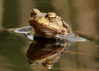 Common Toad Bufo bufo