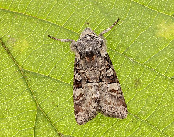 73.220 BF2225 Minor Shoulder-knot Brachylomia viminalis