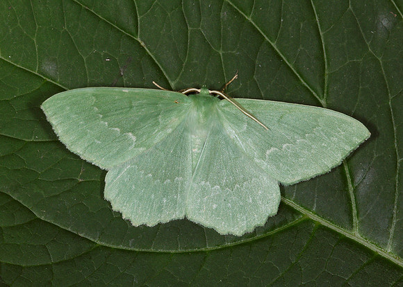 70.299 BF1666 Large Emerald Geometra papilionaria