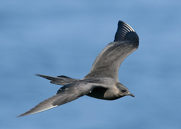Arctic Skua Stercorarius parasiticus