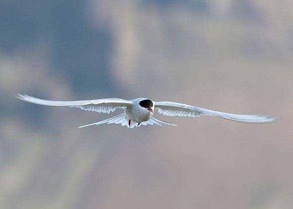 Arctic Tern Sterna paradisaea