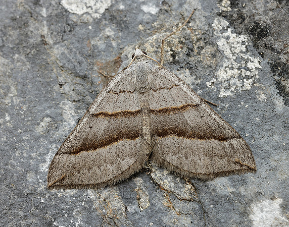 70.041 BF1734 July Belle Scotopteryx luridata