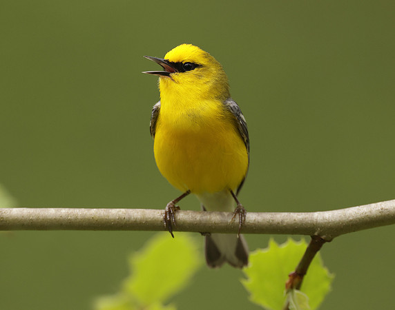 Blue-winged Warbler Vermivora cyanoptera