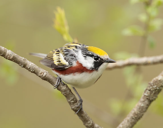 Chestnut-sided Warbler Setophaga pensylvanica