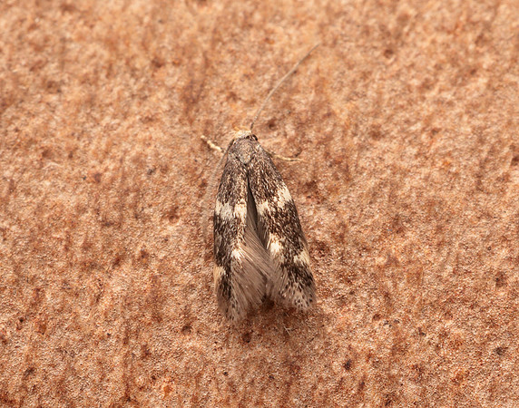 38.030 BF601 Elachista albifrontella