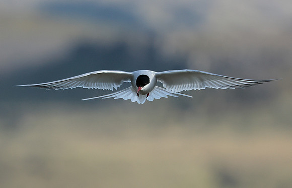 Arctic Tern Sterna paradisaea