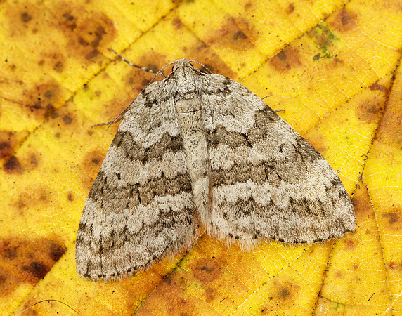 70.108 BF1796 Pale November Moth Epirrita christyi