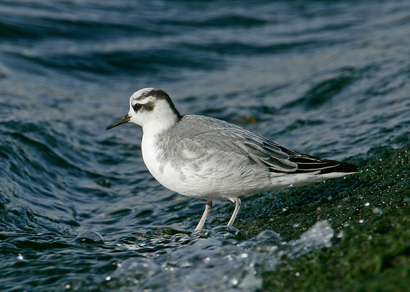 Grey Phalarope Phalaropus fulicarius