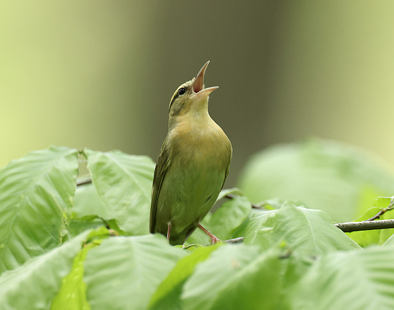 Worm-eating Warbler Helmitheros vermivorum