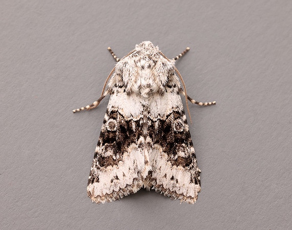 73.279 BF2164 Broad-barred White Hecatera bicolorata