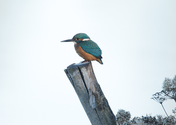 Kingfisher Alcedo atthis