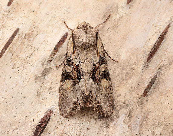 73.263 BF2157 Light Brocade Lacanobia w-latinum
