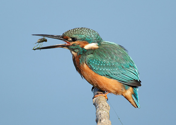 Kingfisher Alcedo atthis