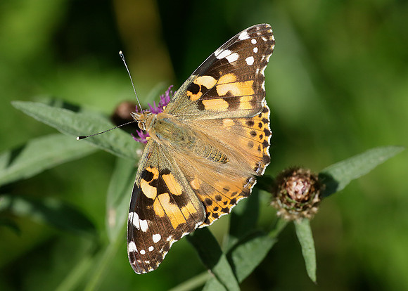 Painted Lady Vanessa cardui