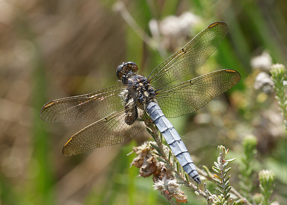 Keeled Skimmer Orthetrum coerulescens