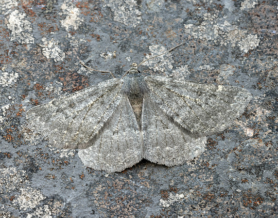 70.285 BF1963 Scotch Annulet Gnophos obfuscata