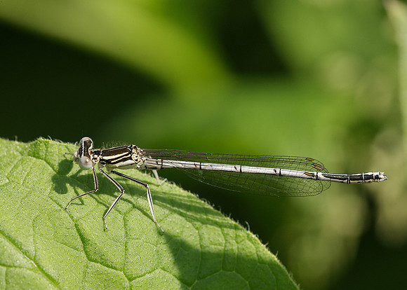 White-legged Damselfly Platycnemis pennipes