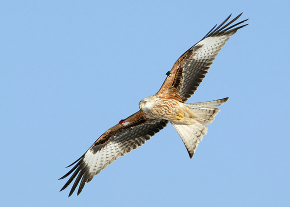 Red Kite Milvus milvus