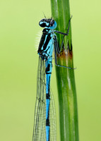 Variable Damselfly Coenagrion pulchellum