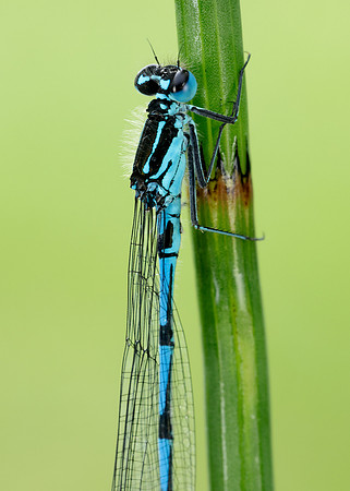 Variable Damselfly Coenagrion pulchellum