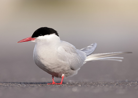 Arctic Tern Sterna paradisaea