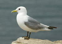 Kittiwake Rissa tridactyla