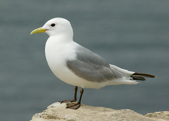Kittiwake Rissa tridactyla