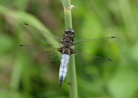 Scarce Chaser Libellula fulva