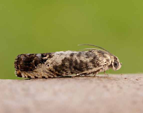 49.367 BF1236 Pammene fasciana