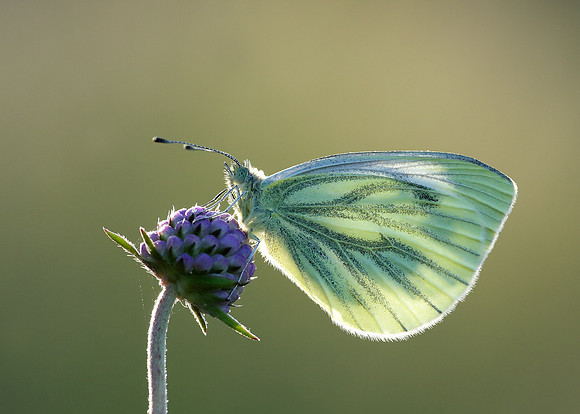 Green-veined White Pieris napi