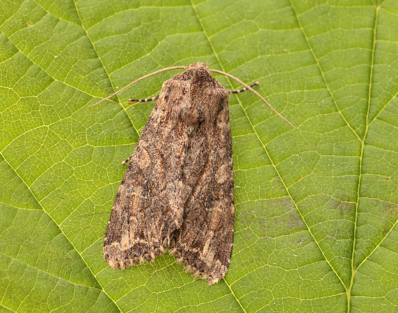 73.157 BF2333 Large Nutmeg Apamea anceps