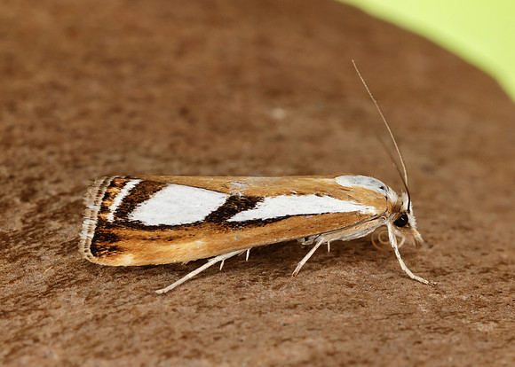 63.096 BF1310 Catoptria permutatellus