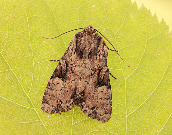 73.155 BF2327 Clouded Brindle Apamea epomidion