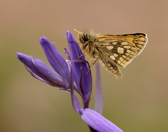 Chequered Skipper Carterocephalus palaemon