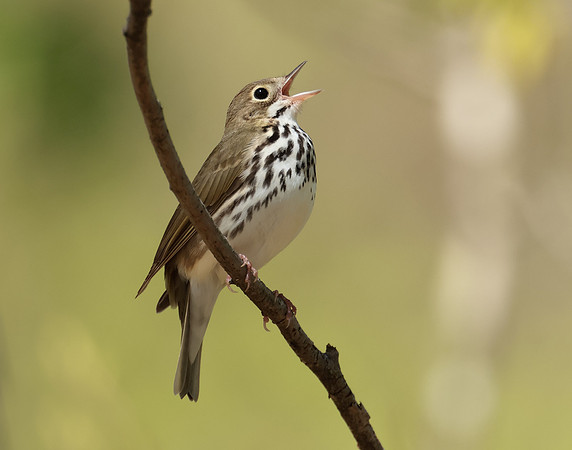 Ovenbird Seiurus aurocapilla