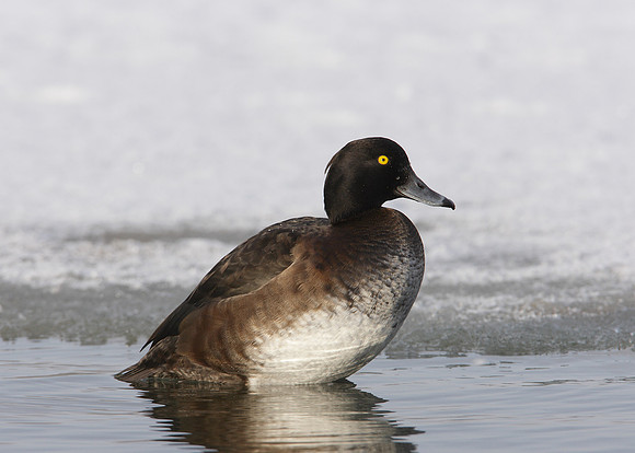 Tufted Duck Aythya fuligula