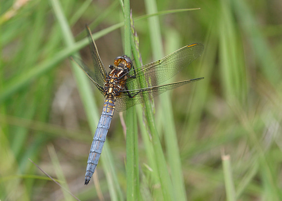 Keeled Skimmer Orthetrum coerulescens
