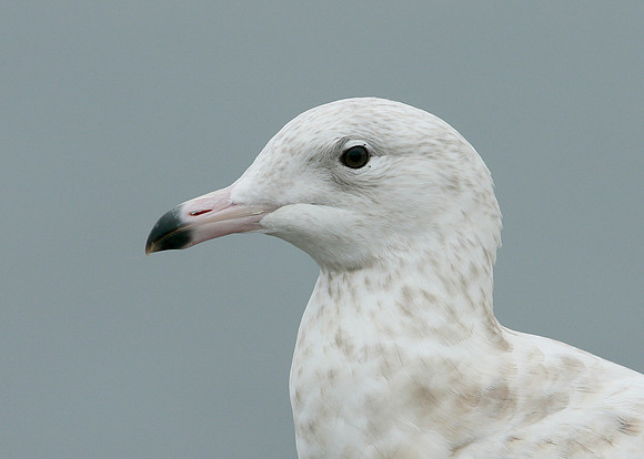 Glaucous Gull Larus hyperboreus