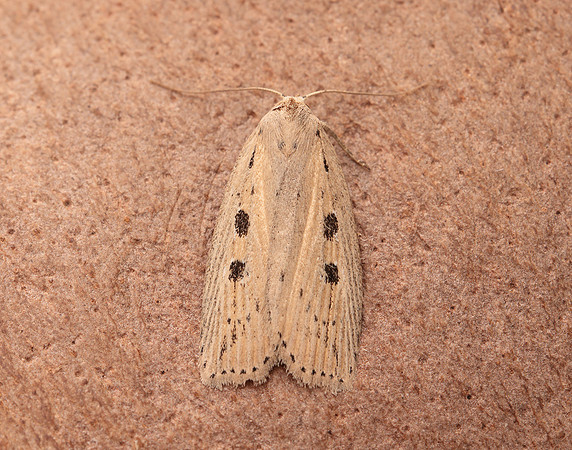 73.100 BF2391 Silky Wainscot Chilodes maritima