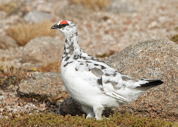 Ptarmigan Lagopus mutus