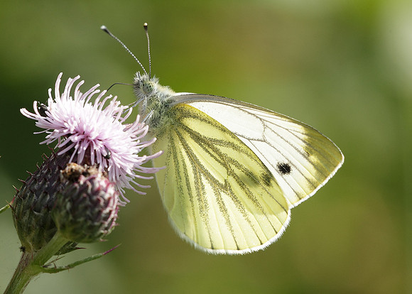 Green-veined White Pieris napi