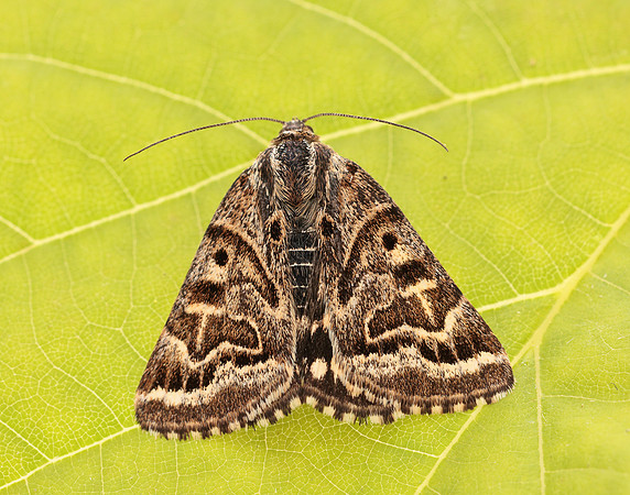 72.084 BF2462 Mother Shipton Euclidia mi