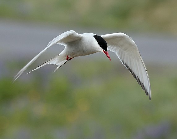 Arctic Tern Sterna paradisaea