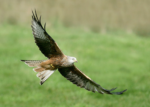 Red Kite Milvus milvus