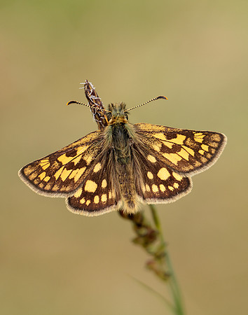 Chequered Skipper Carterocephalus palaemon