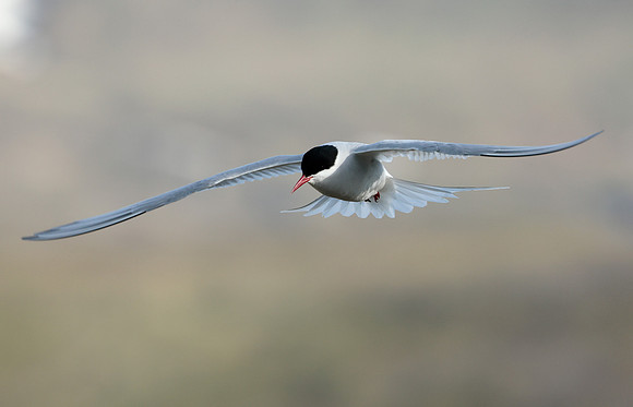 Arctic Tern Sterna paradisaea