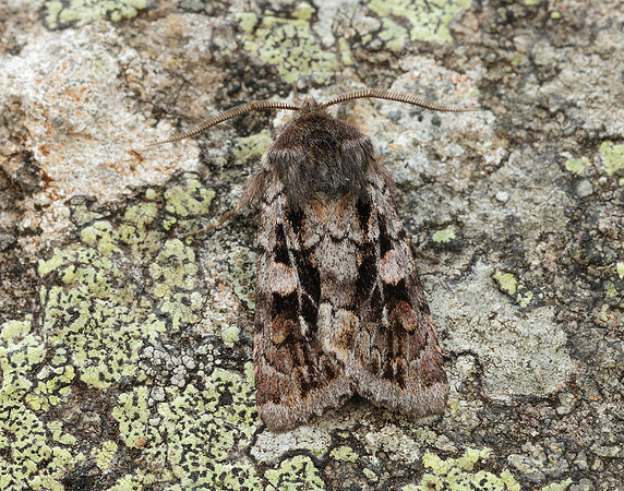 73.363 BF2125 Northern Dart Xestia alpicola