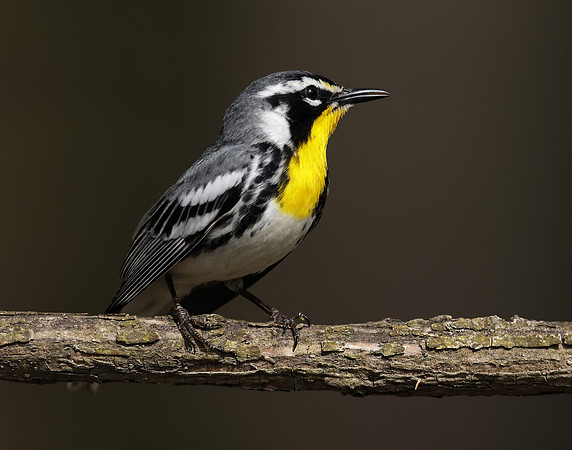 Yellow-throated Warbler  Setophaga dominica