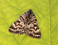 72.084 BF2462 Mother Shipton Euclidia mi
