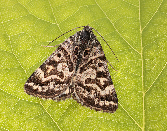 72.084 BF2462 Mother Shipton Euclidia mi